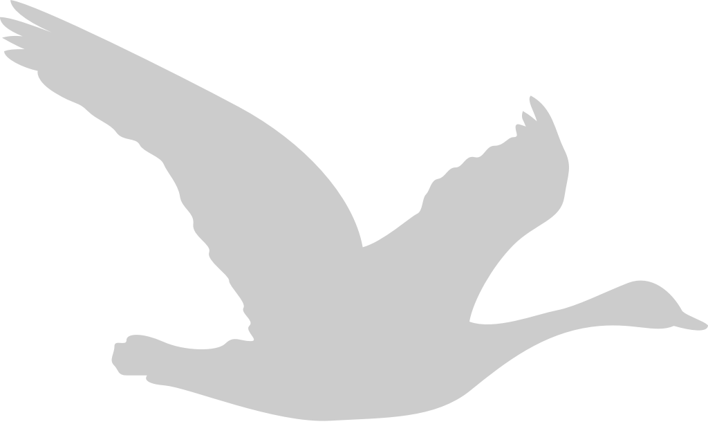 Bird vector