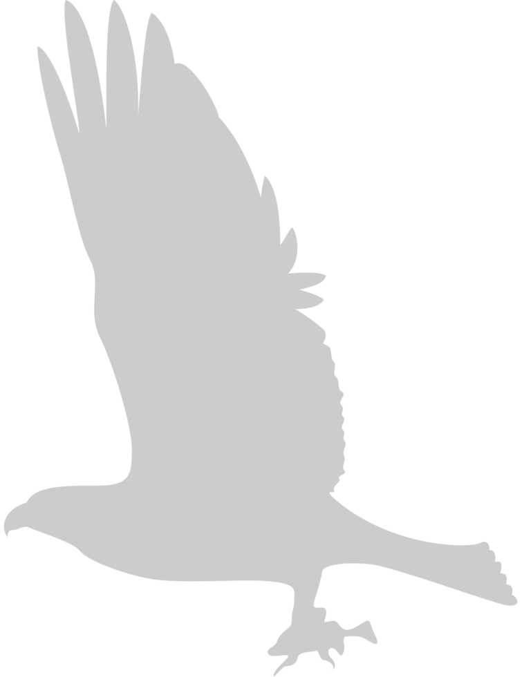 Bird vector