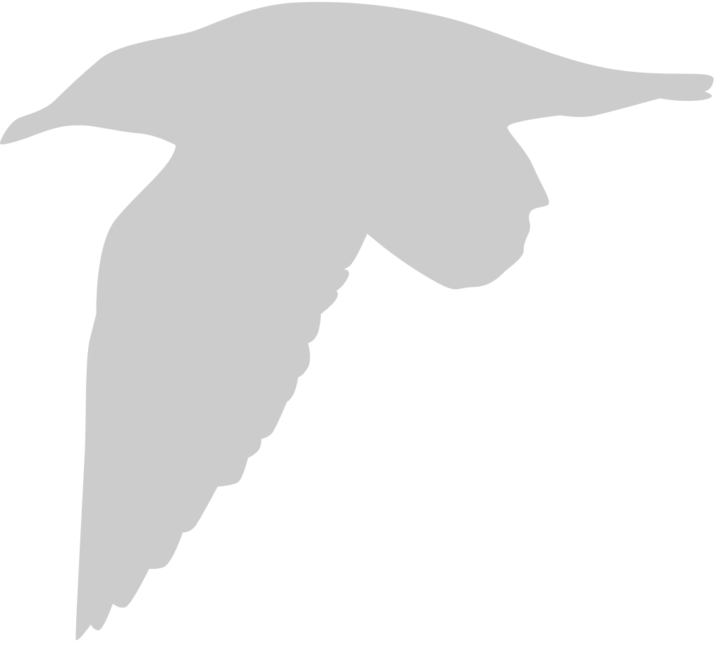 Bird vector