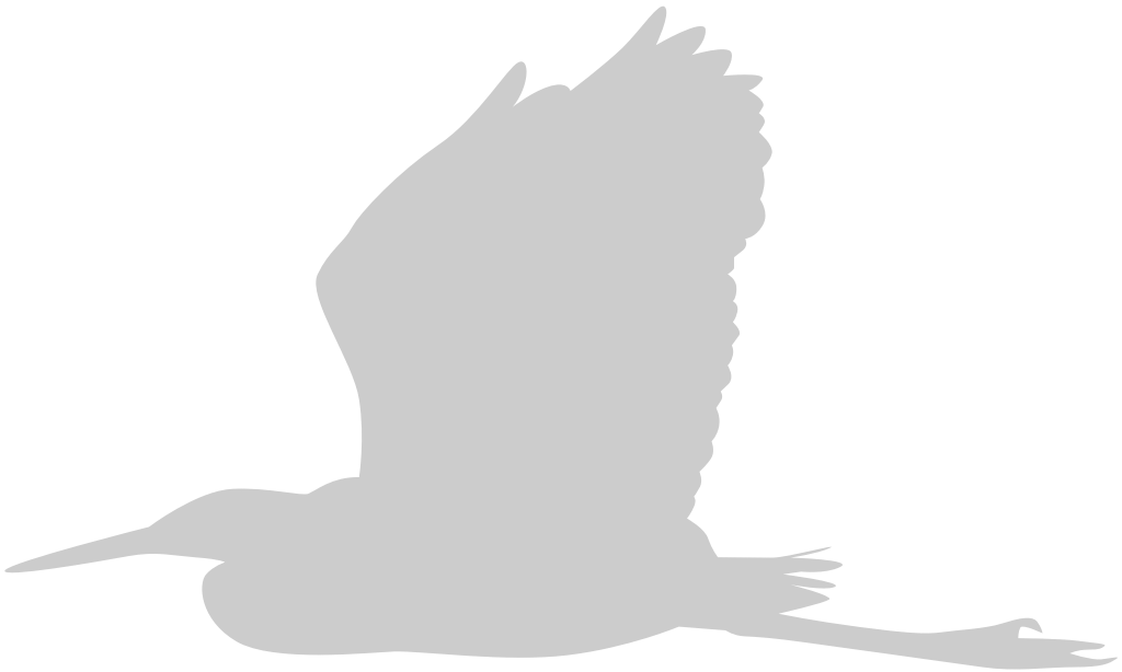 Bird vector