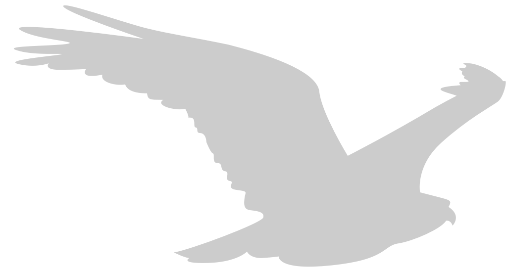 Bird vector