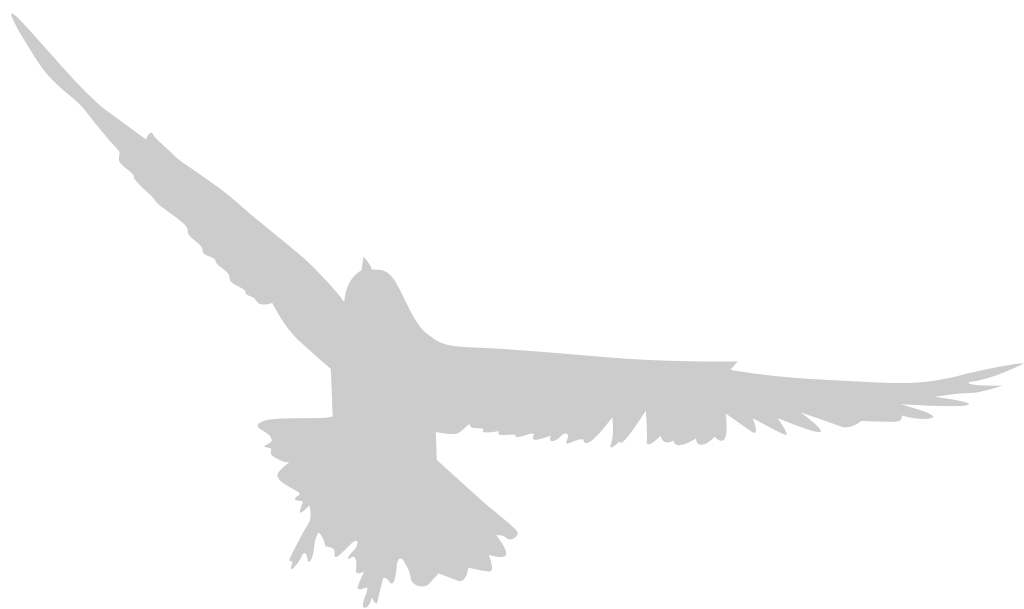 Bird vector