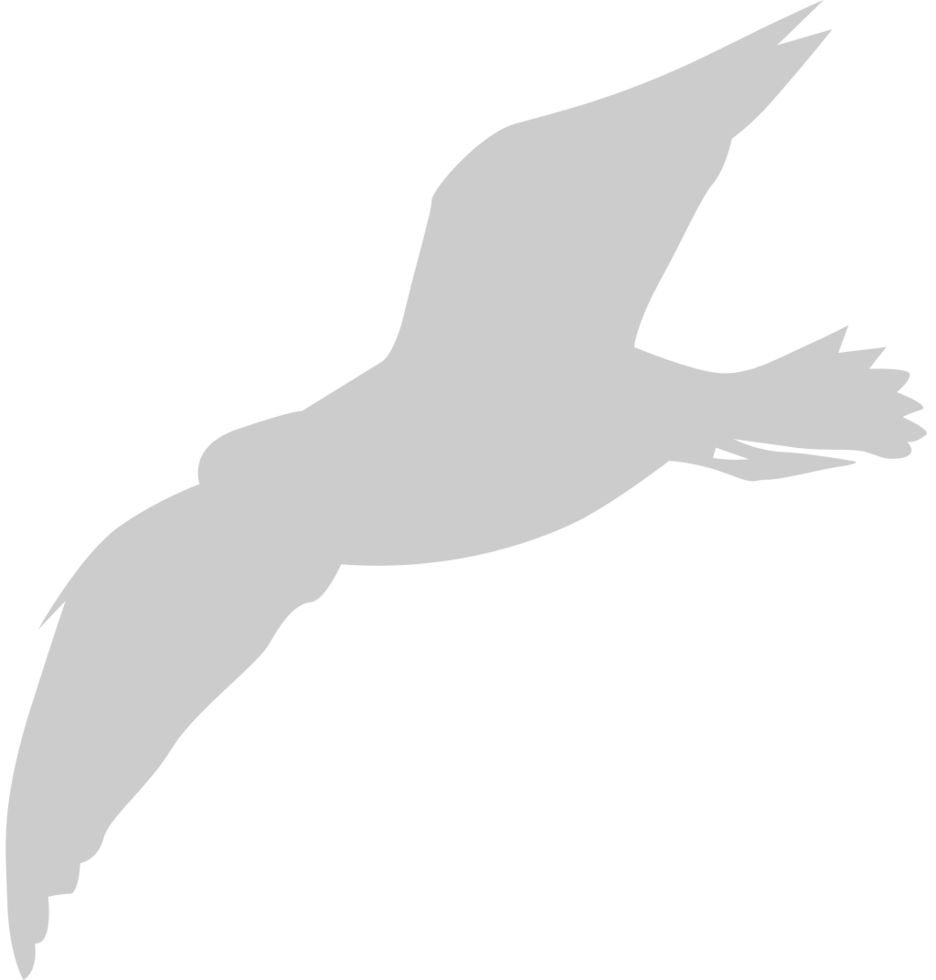Bird vector
