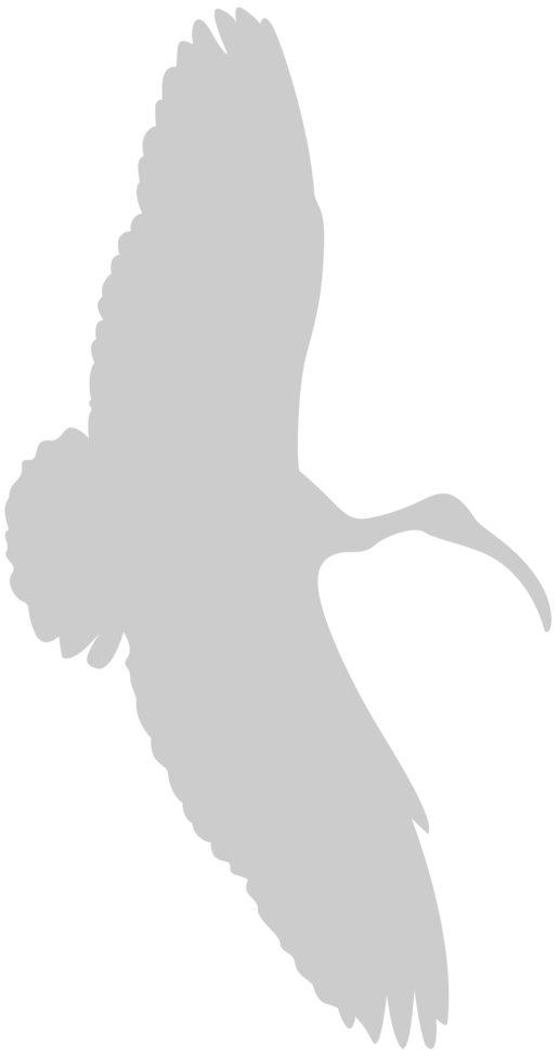Bird vector