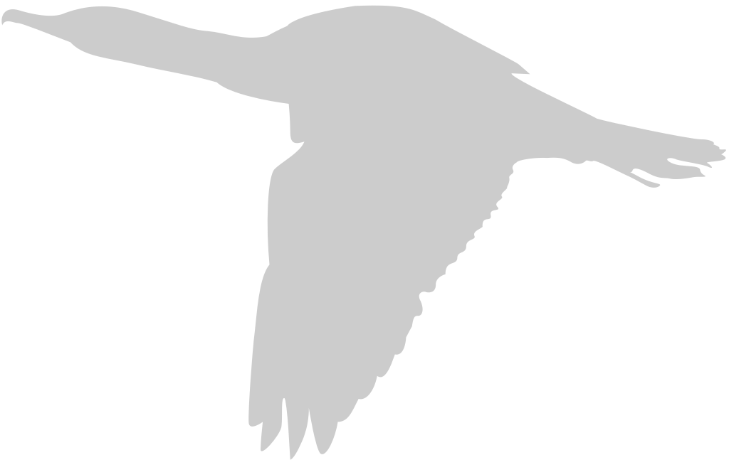 Bird vector