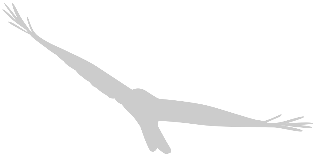 Bird vector