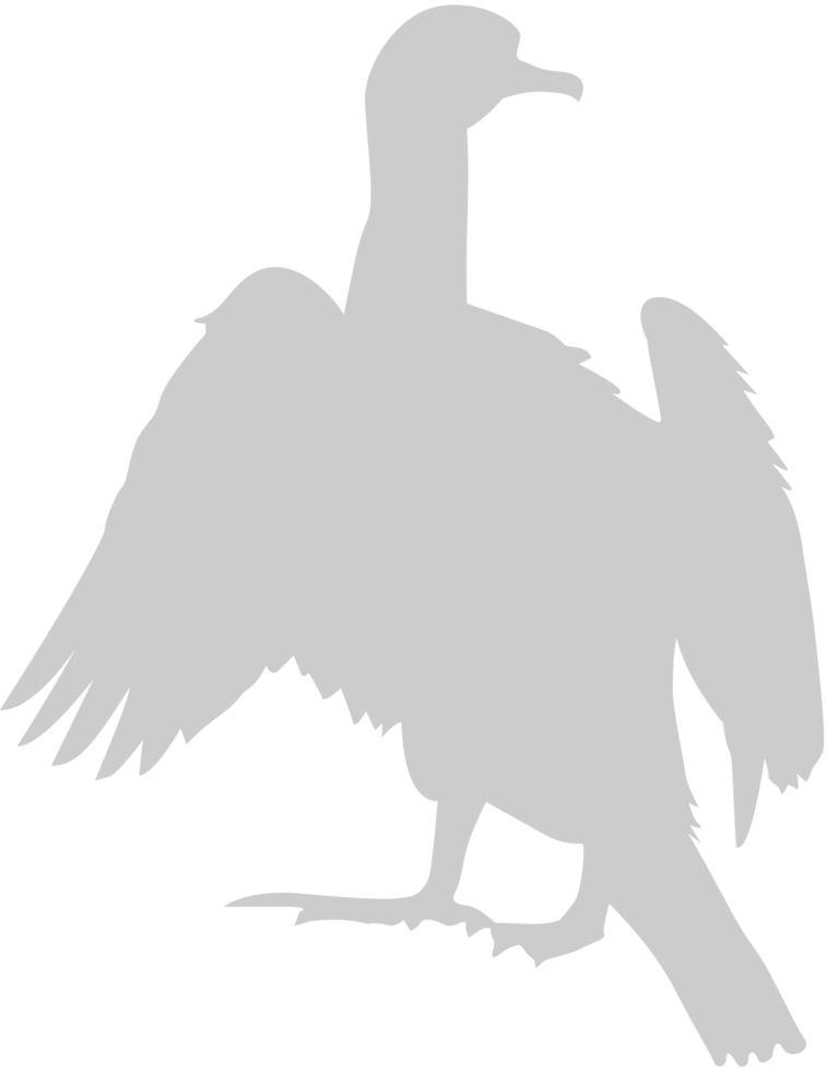 Bird vector