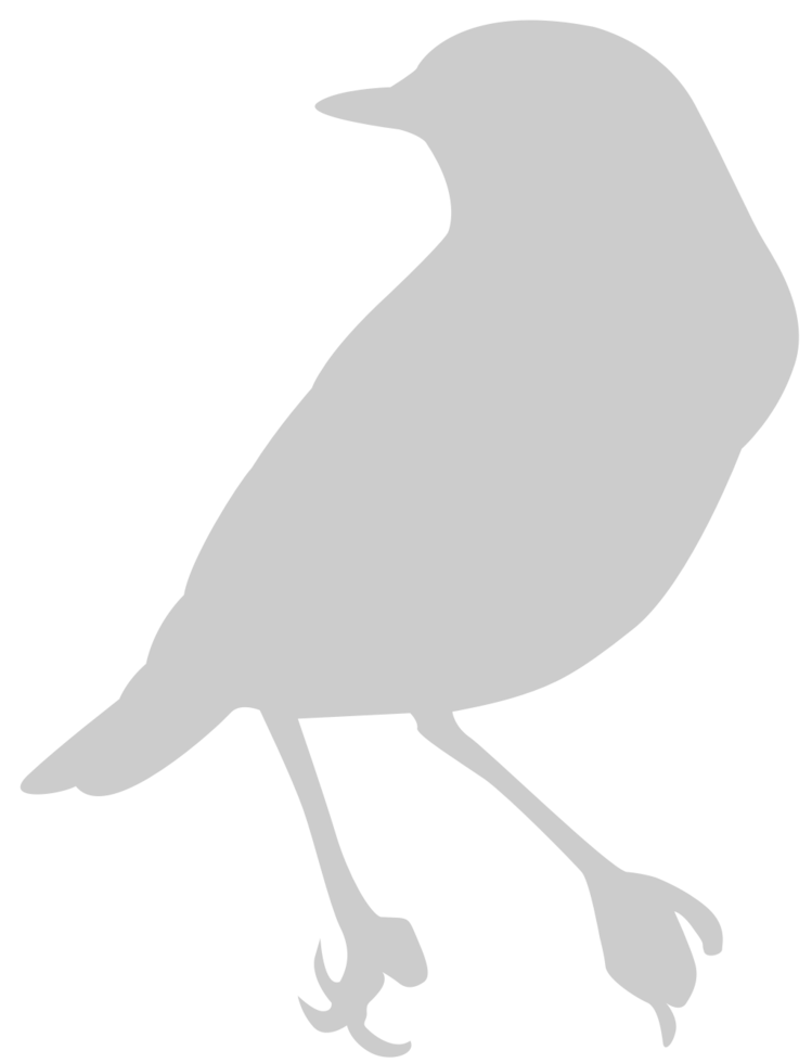 Bird vector