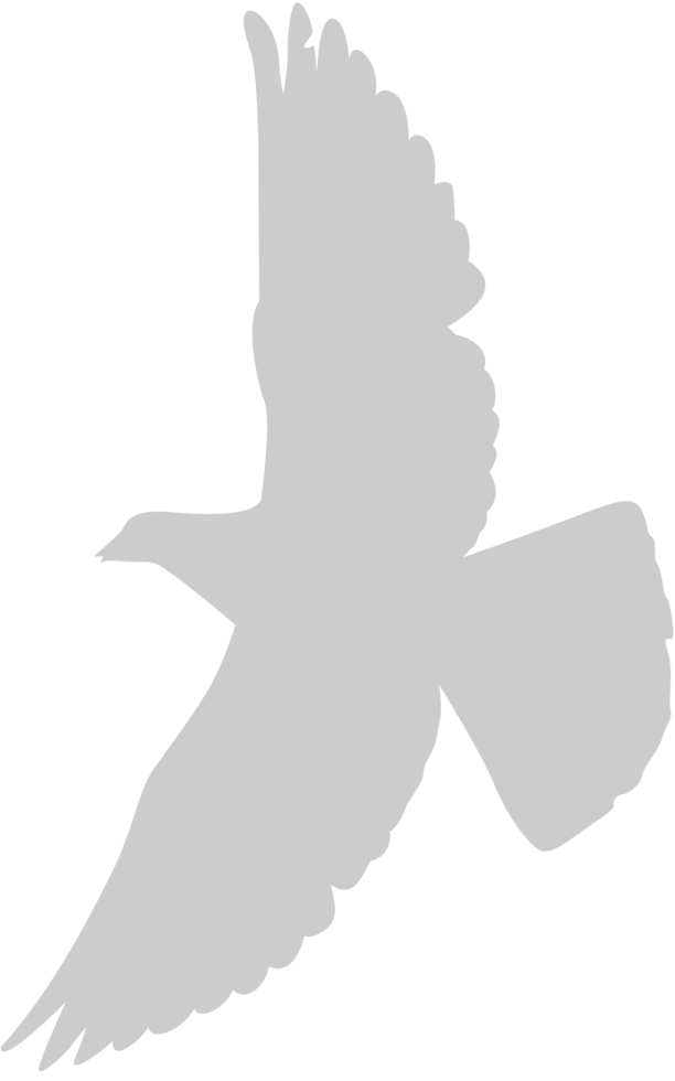 Bird vector
