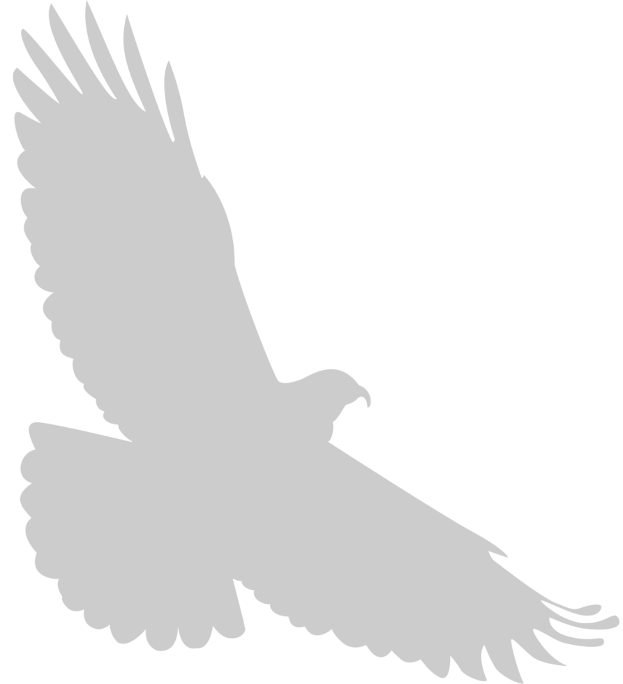 Bird vector