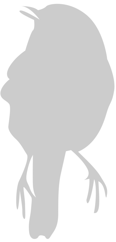 Bird vector