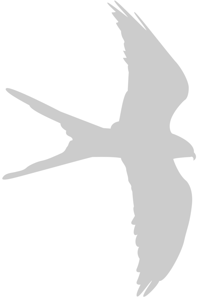 Bird vector