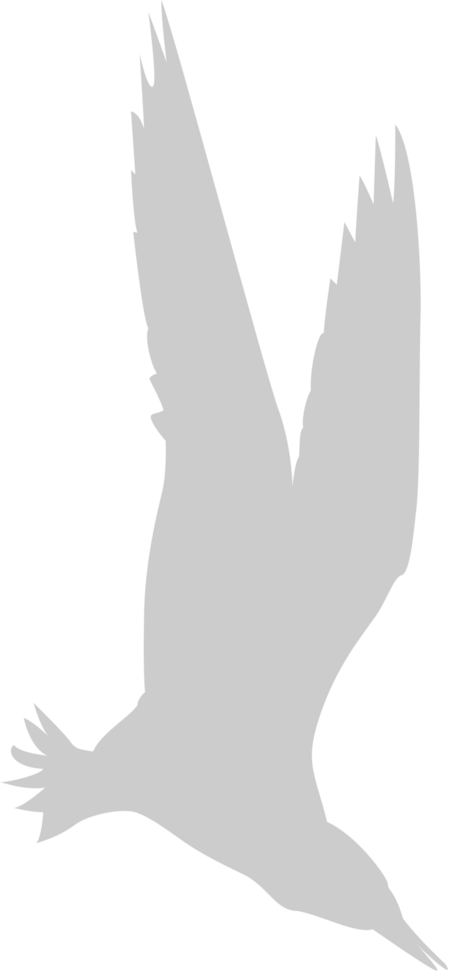 Bird vector