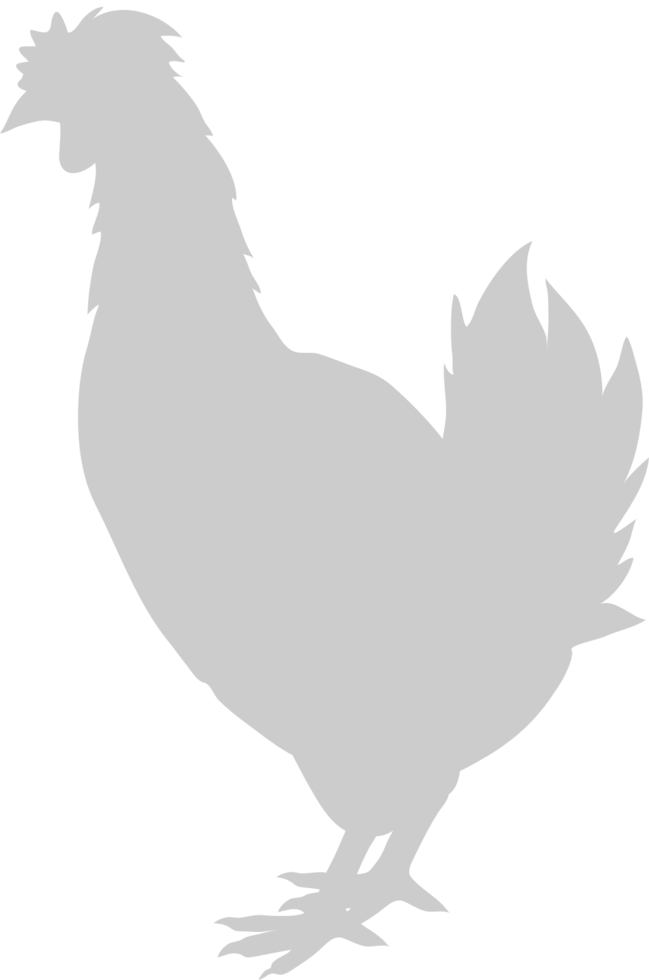 Chicken 36629683 Vector Art at Vecteezy