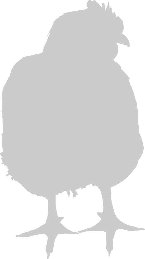 Chicken vector