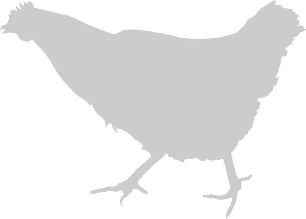 Chicken vector