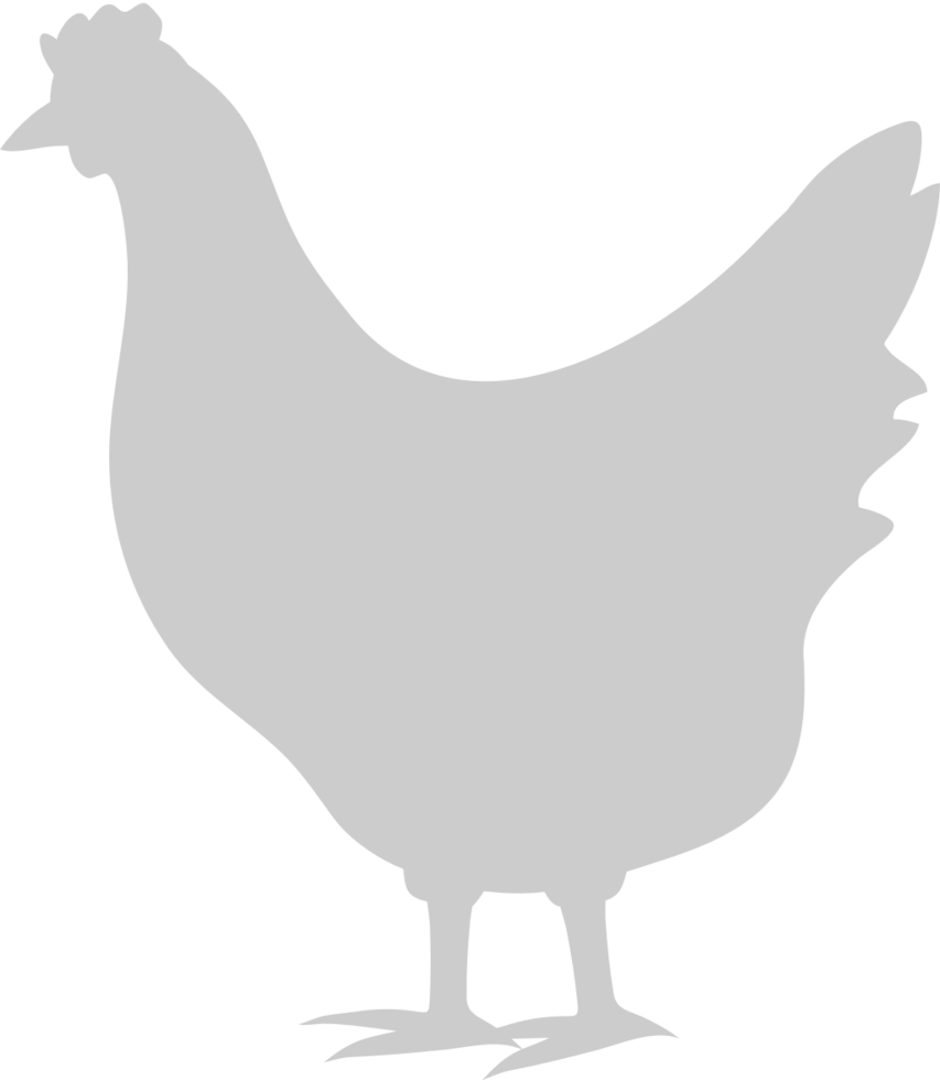 Chicken vector