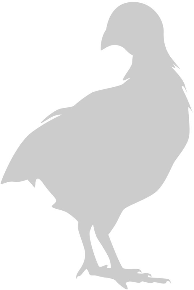 Chicken vector