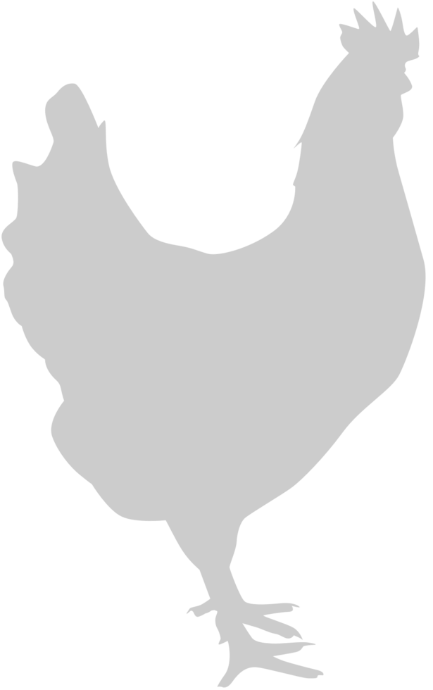 Chicken vector