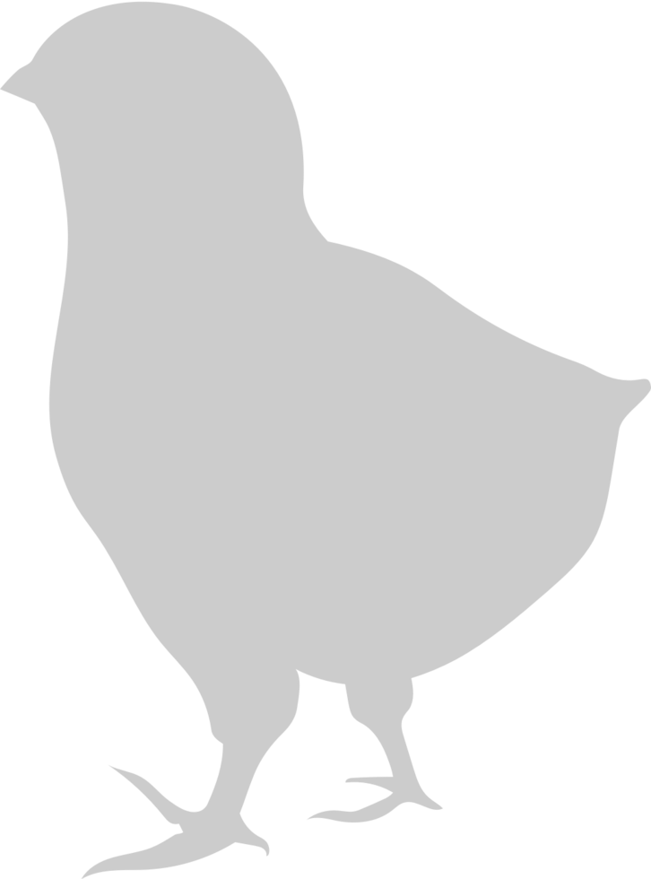 Chicken vector