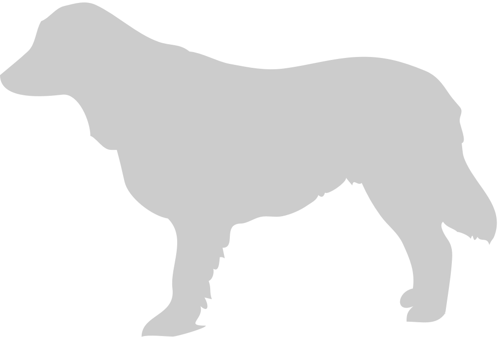 Dog vector