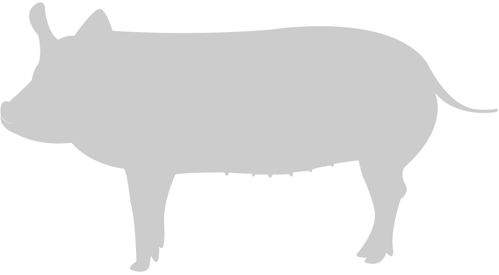 Pig vector