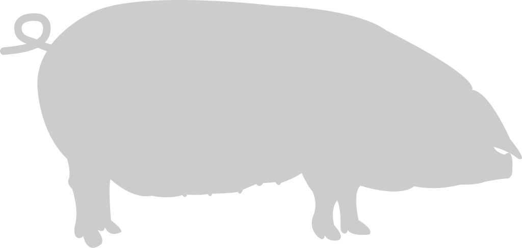 Pig vector