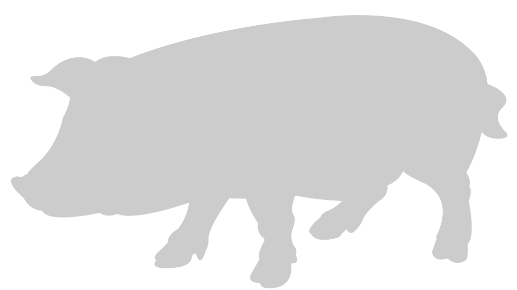 Pig vector