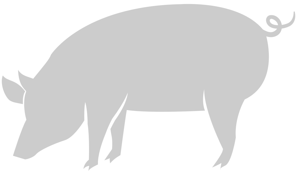 Pig vector