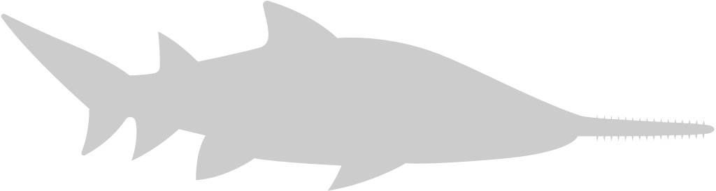 Shark vector