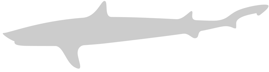 Shark vector