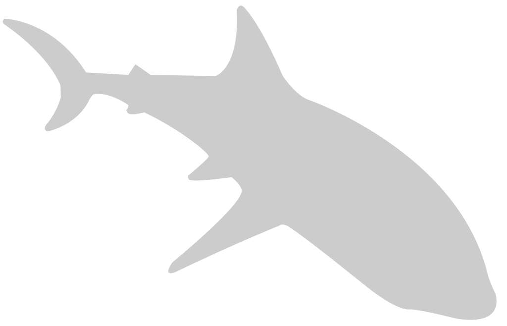 Shark vector