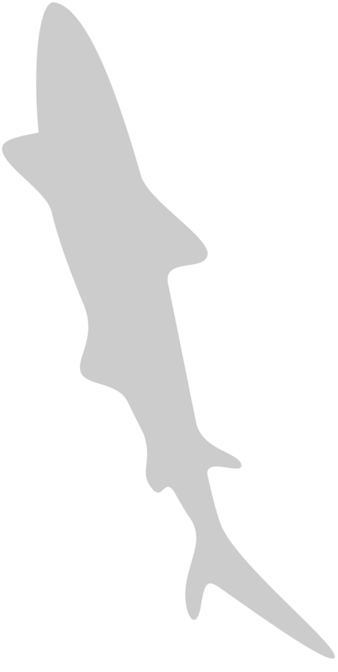 Shark vector
