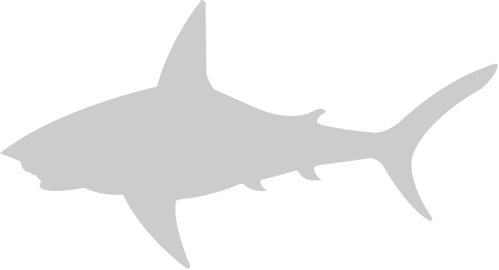 Shark vector