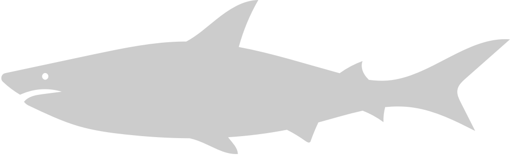 Shark vector