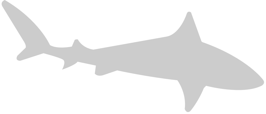 Shark vector