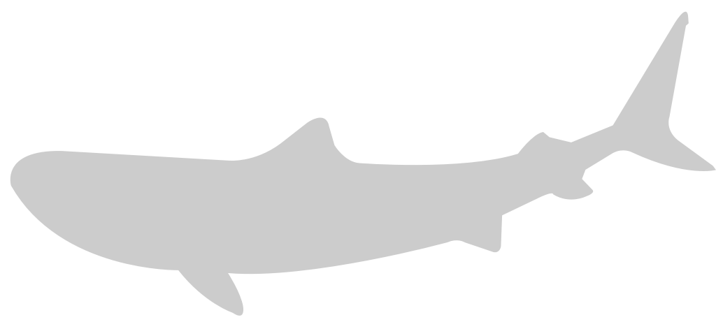 Shark vector