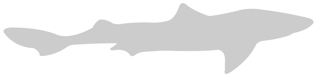 Shark vector