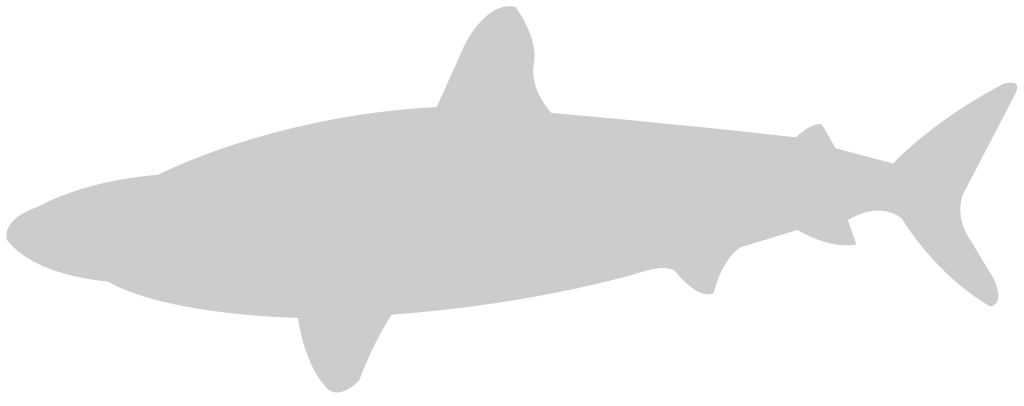 Shark vector