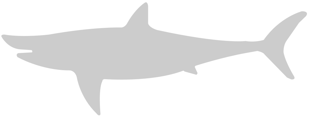 Shark vector