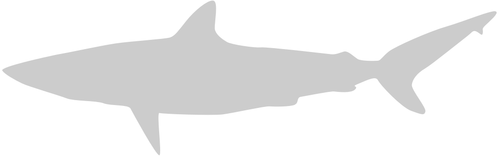 Shark vector