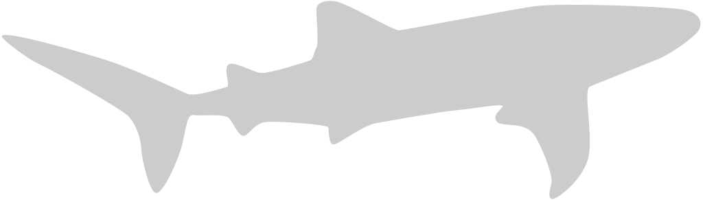 Shark vector