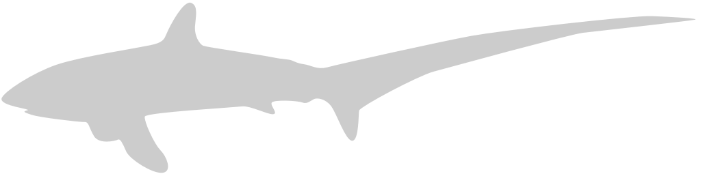 Shark vector