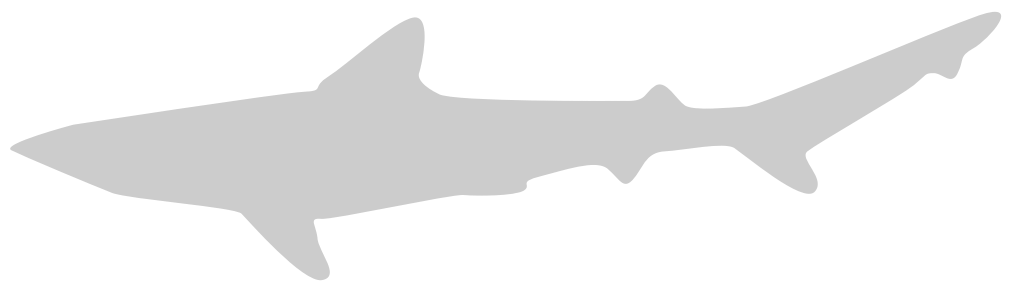 tiburón vector