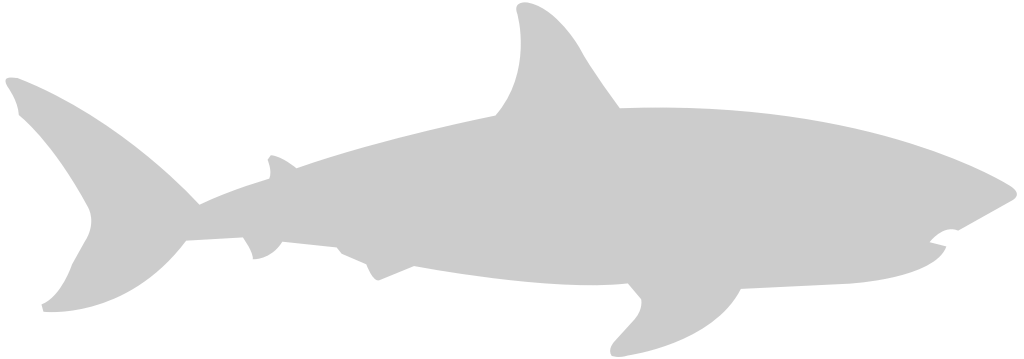 Shark vector
