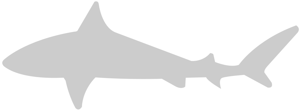 Shark vector