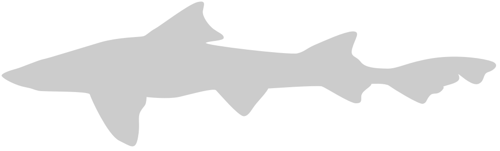 Shark vector