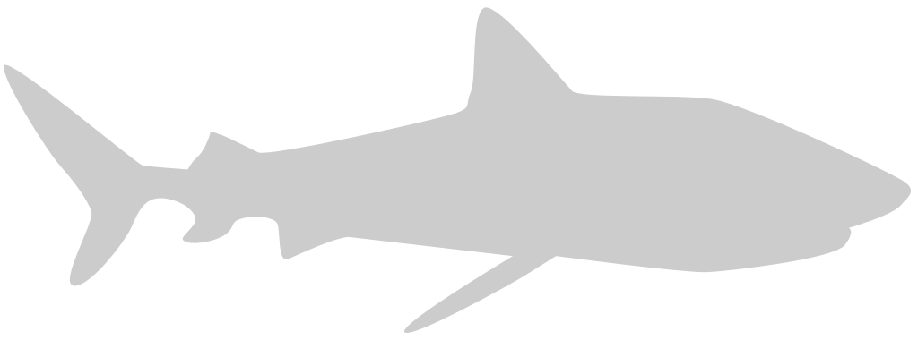 tiburón vector