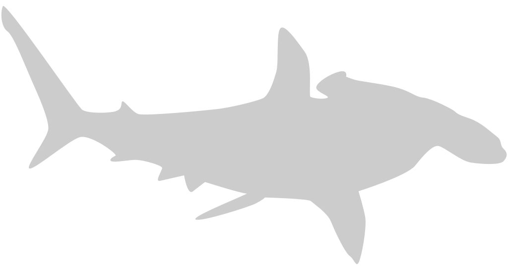 Tiburon martillo vector