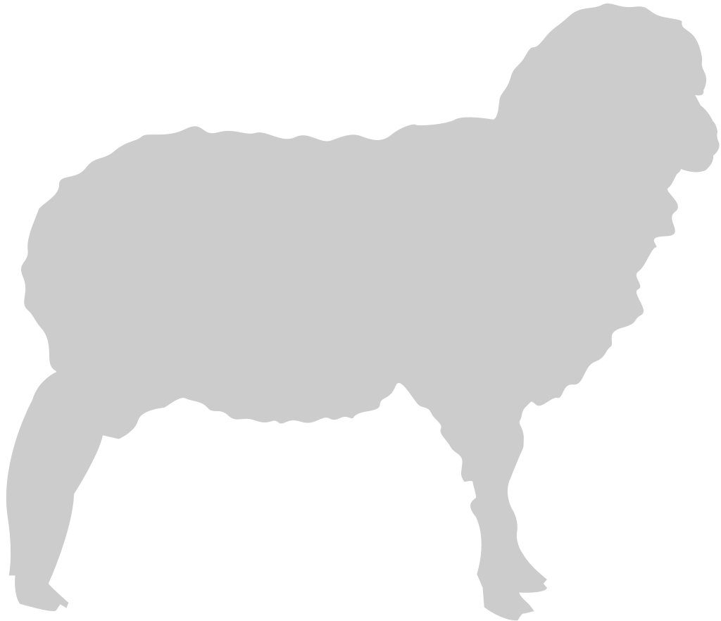 Sheep vector